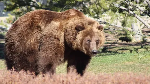 BB贝博艾弗森体育